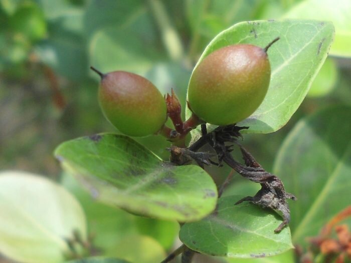 Beauty Blog #7 Ingredient Spotlight - Kakadu Plum